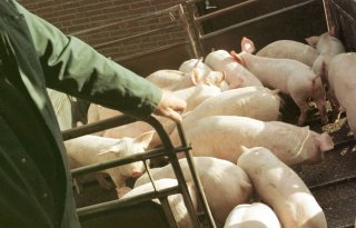 EU wil transport dieren sterk verminderen