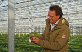 Nieuwe duurzame kas bezorgt Flevoplant dubbele omzet