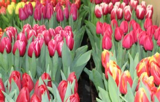 Ook streep door Tulip Trade Event