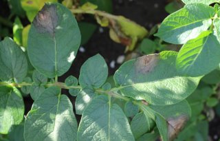 WUR: 'Zuinig zijn op resistenties tegen phytophthora'