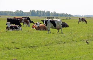 Friesland stelt 1,7 miljoen euro beschikbaar voor uitvoeringsagenda