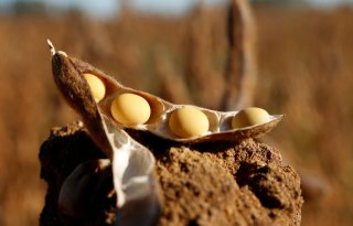 Rabo: EU-reactie gaat boeren meer kosten dan importheffingen VS