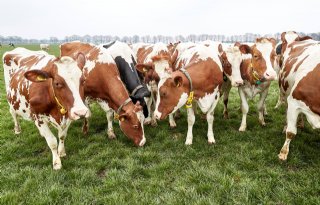 'Ontbreken langetermijnvisie in stikstofplannen laat boeren in onzekerheid'