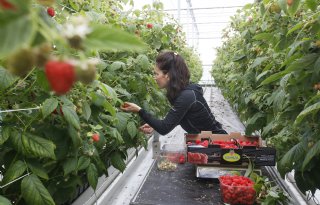Hogescholen en telers starten project voor weerbaar telen