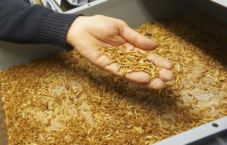 Insectenmest past in geïntegreerde teelt