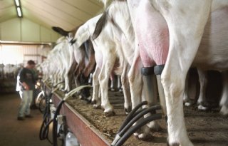 Omvorming melkvee- naar geitenhouderij valt slecht bij omwonenden