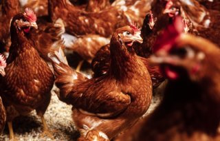 Opnieuw vogelgriep vastgesteld in grensgebied bij Kleve, Duitsland