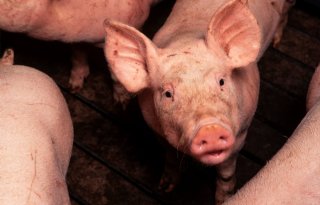 Schothorst: CO2-voetafdruk varken lager bij hoger slachtgewicht