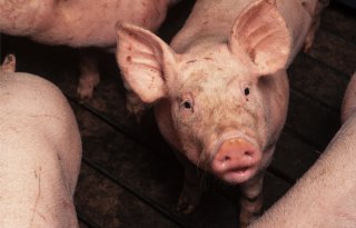 Rabo: krimp Europese zeugenstapel leidt tot productiedaling en prijsstijging