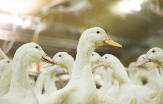 Eendenslachterij Tomassen Duck-To voorlopig gered door Raad van State