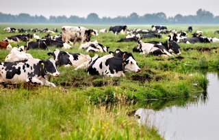 'Bizar dat er vlak voor kerst pas duidelijkheid komt over Nitraatrichtlijn'