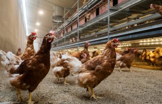 Deskundigengroep: kans op besmetting vogelgriep op dit moment hoog