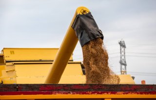 USDA verwacht verdere daling van tarwevoorraden