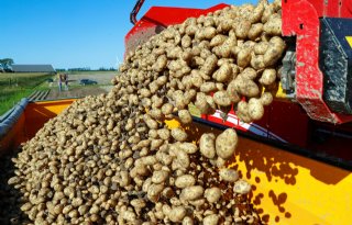 JRC stelt Europese oogstraming aardappelen en bieten iets naar boven bij