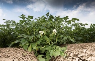 Advies LNV: aardappelsector, zoek vrienden in Europa