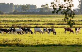 4 miljoen euro voor Friese boeren in nieuwe subsidieregeling