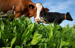Project Agrarisch Natuurlijk heeft nog plek voor vierhonderd melkveehouders
