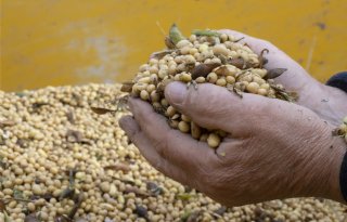 China koopt weer sojabonen uit de Verenigde Staten