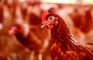 Duitsland meldt vogelgriep in grensgebied vlakbij Nederland
