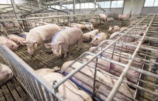 Inzet POV leidt tot trogverdelers van 1.20 meter in Beter Leven Keurmerk