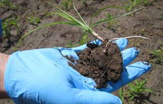 Veldkeuring en controle op knolcyperus starten vanaf 1 juni
