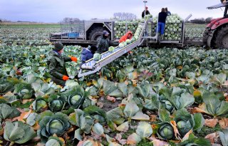 Arbeidsproductiviteit in Europese landbouw stijgt sterk