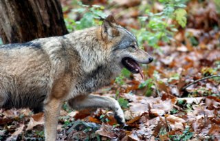 Toename aantal wolven lijkt af te vlakken in Nederland