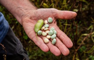 Advies Gezondheidsraad: meer peulvruchten eten, minder rood vlees