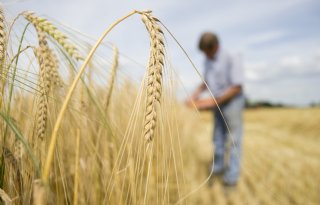 Firefoxx en Lexy toegevoegd aan breed geaccepteerde brouwgerstrassen