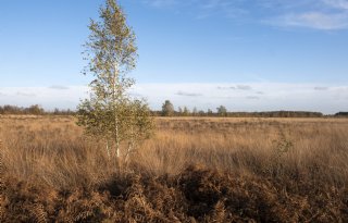 Bezwaren veehouders tegen wijzigingen natuurgebieden definitief verworpen