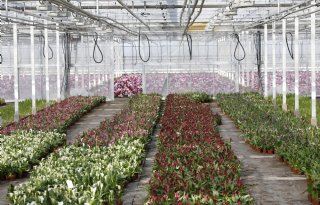 Actieve ontvochtiging verlaagt energiegebruik in kas