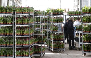 Gedwongen certificering bloemen en planten zorgt voor onrust