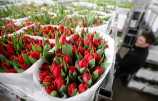 Bloemenprijzen stijgen 10 procent in april