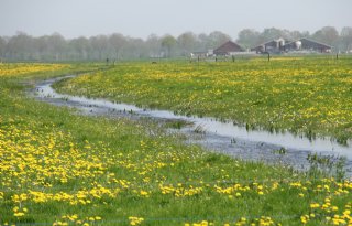 Boeren experimenteren met 1.500 hectare vernatting van Friese veenweiden