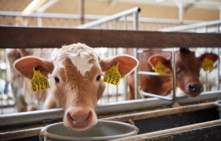 Import van Ierse kalveren in 2024 met 38 procent gedaald