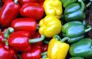 Belichting stuwt paprikaoogst naar monsteropbrengst van 47 kilo