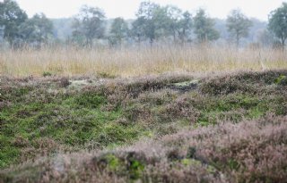 Gelderland neemt extra herstelmaatregelen, ook in landelijk gebied