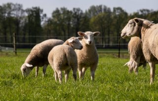 Geïmporteerde weidelammeren gooien roet in het eten van de schapenhandel