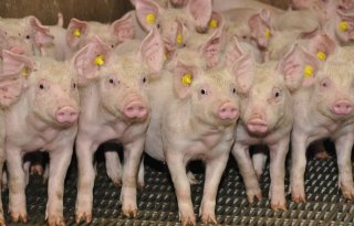 Spoedberaad Balkanlanden om nieuwe piek Afrikaanse varkenspest