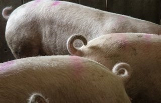 Varkenshouderij Creil in het nauw door banden met Straathof