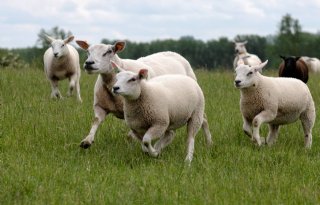 NVWA treft illegale slachterij aan, veehouder aangehouden