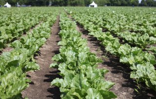 Cosun: 'Uitstel achtste actieprogramma Nitraatrichtlijn is gemiste kans'