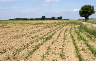 Landbouw moet zich voorbereiden op megaschades door warmer klimaat