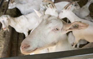 Prijs biologische geitenmelk bij Organic Goatmilk Coöperatie naar 1 euro