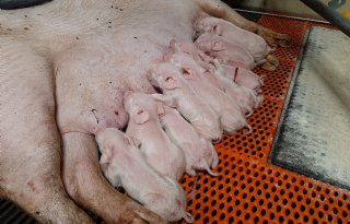 DanBred-zeugen spenen steeds meer biggen