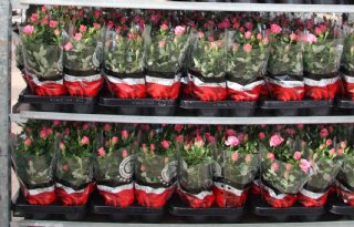 FloraHolland stapt volledig over op centraal veilen voor planten