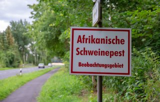 Afrikaanse varkenspest breidt zich in rap tempo uit in Duitsland