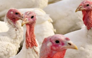 Ook vogelgriep in het Zeeuwse Terhole en Belgisch Limburg