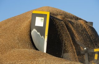 Tarweproductie is wereldwijd uitzonderlijk hoog