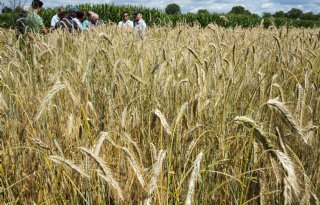 Commissie luidt noodklok: 'Eet minder vlees en meer groenten en granen'